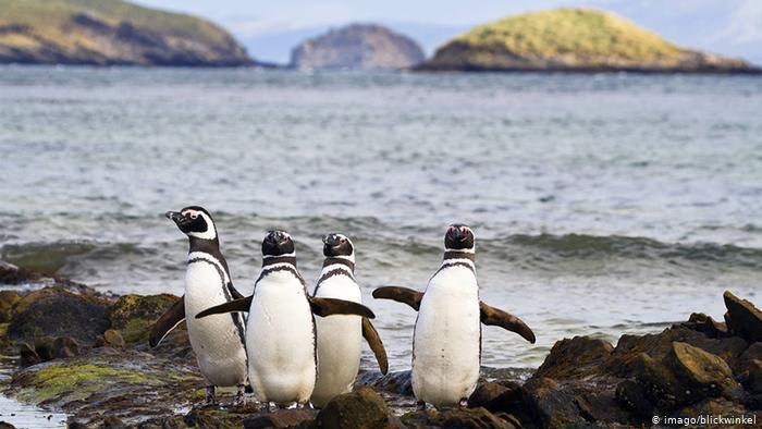 Pingüinos de Magallanes, una especie amenazada por el plástico de altamar