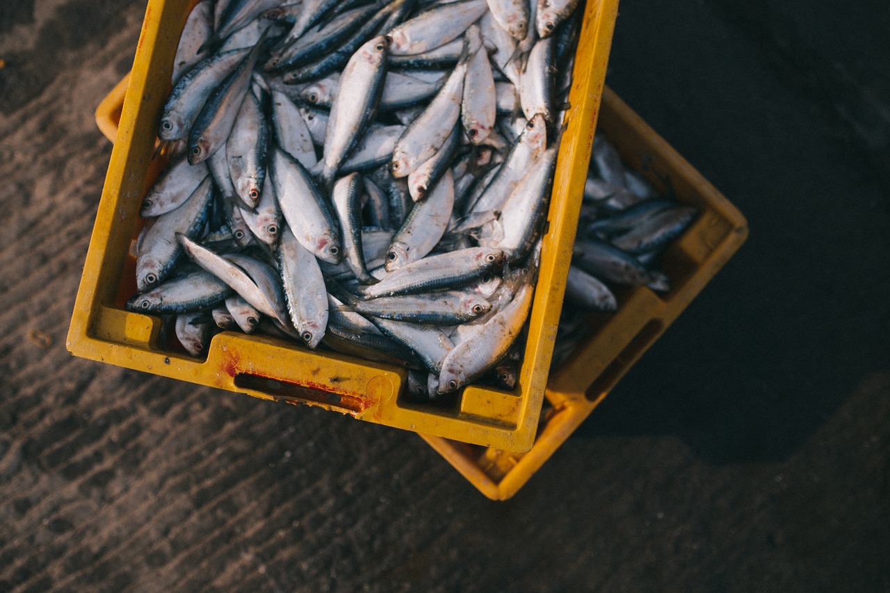 Desechos pesqueros con potencial para producir alimentos procesados