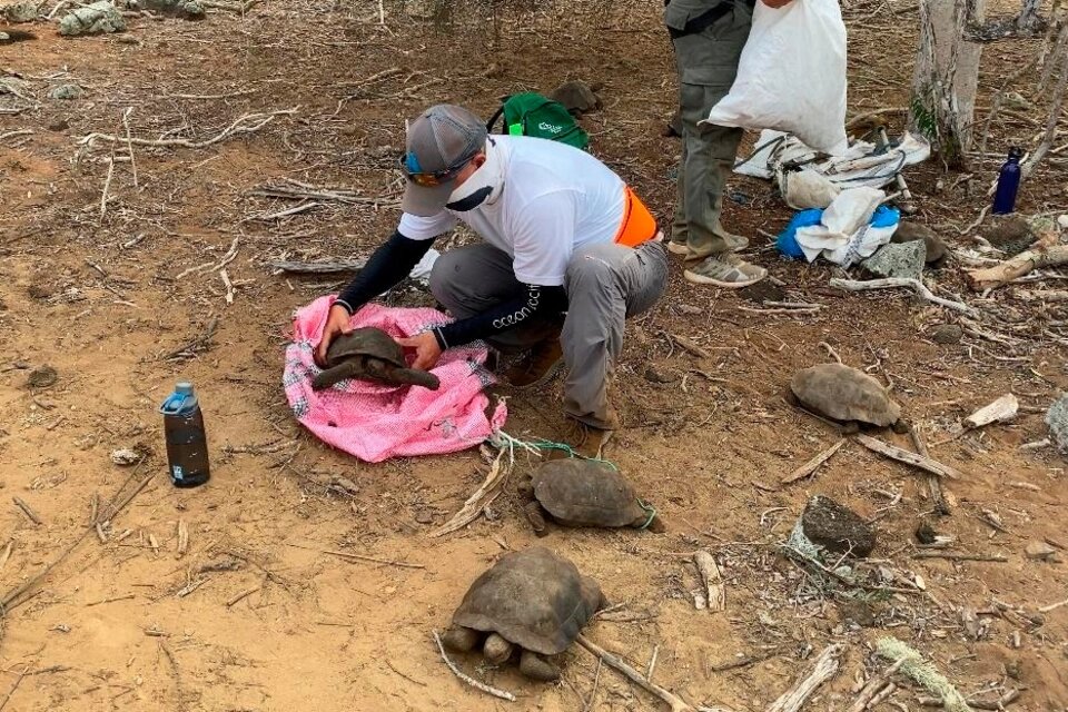 36 tortugas gigantes de Galápagos son liberadas en su hábitat