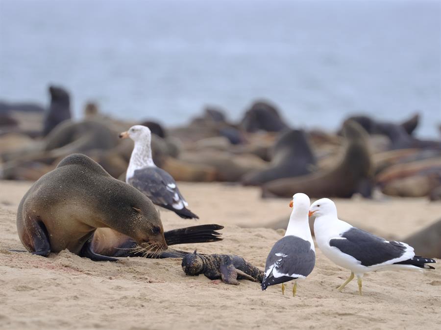 Alarma por la misteriosa muerte de miles de lobos marinos en el sur de África