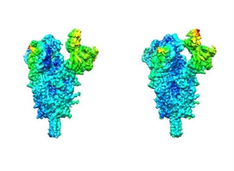 Revelan la flexibilidad de una proteína que facilita contagio de SARS-CoV-2