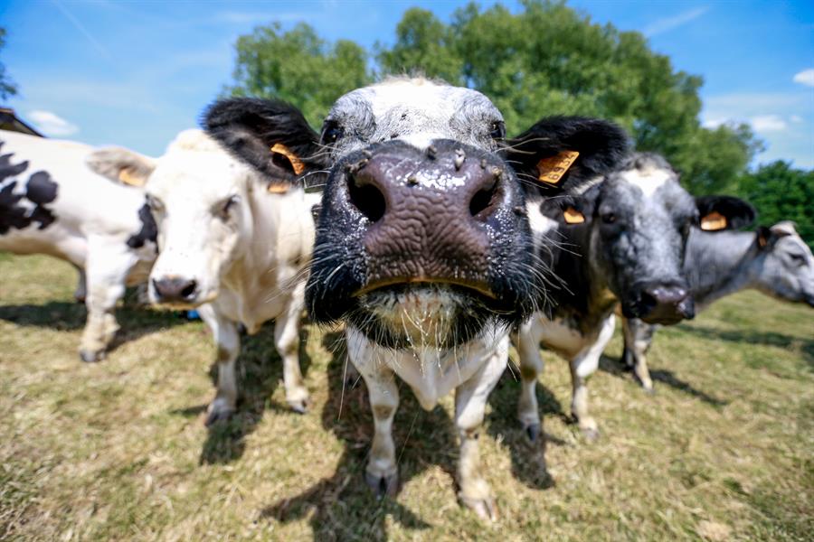 Las vacas, como los humanos, prefieren la comunicación cara a cara