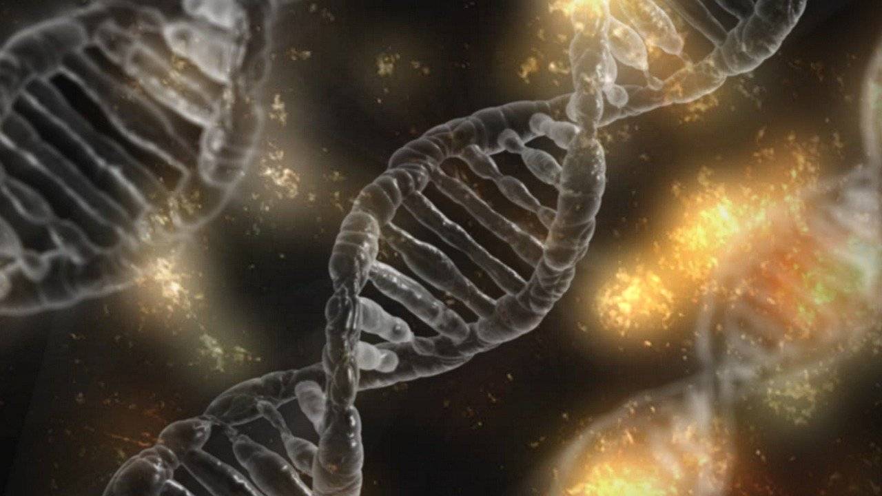 La genética describe 10.000 años de evolución de inmunidad humana