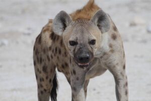 El-amor-odio-entre-leones-y-hienas-o-como-compiten-por-la-carrona -  Noticiero Científico y Cultural Iberoamericano