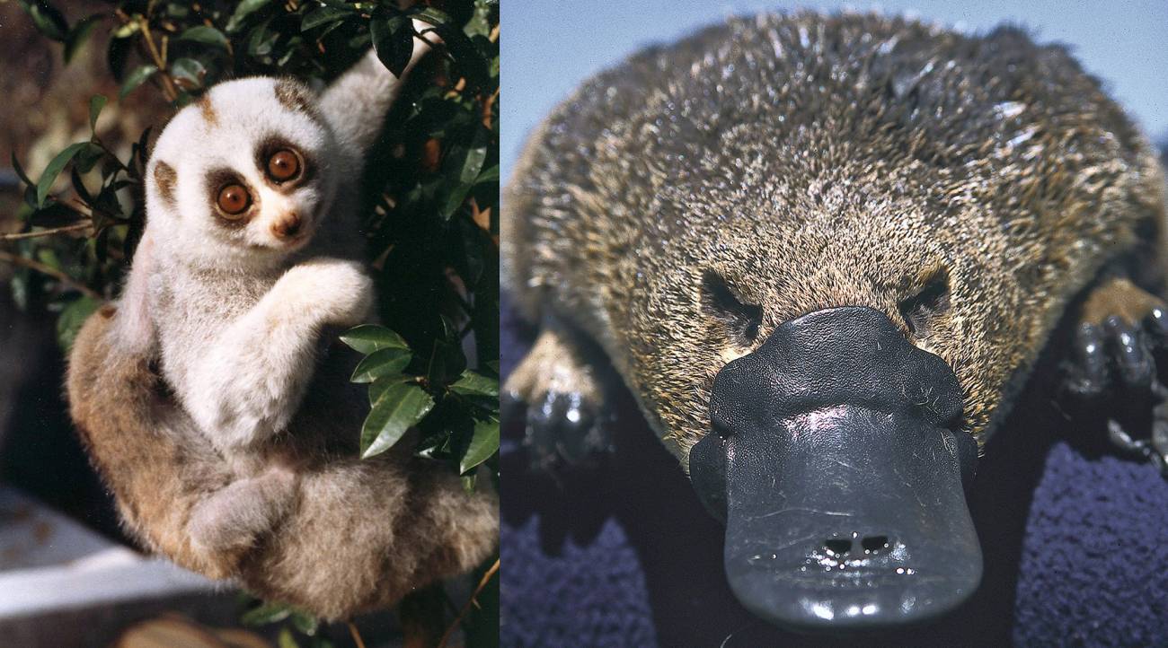 Estos mamíferos peludos y adorables están cargados de veneno