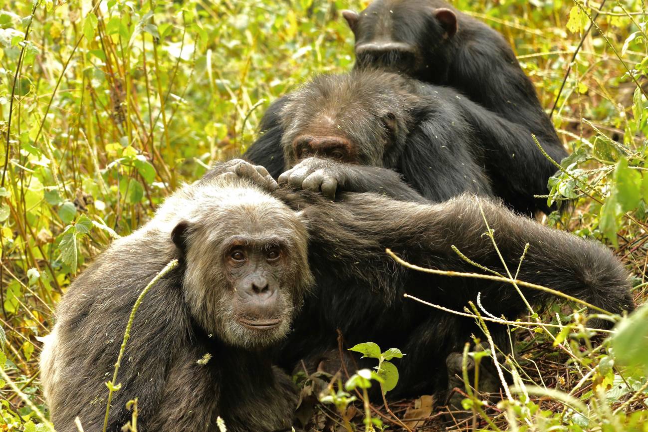 Los chimpancés mantienen pocos pero buenos amigos cuando envejecen