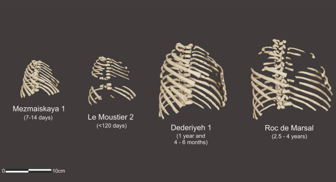 Los neandertales recién nacidos tenían un tórax robusto, como el de los adultos