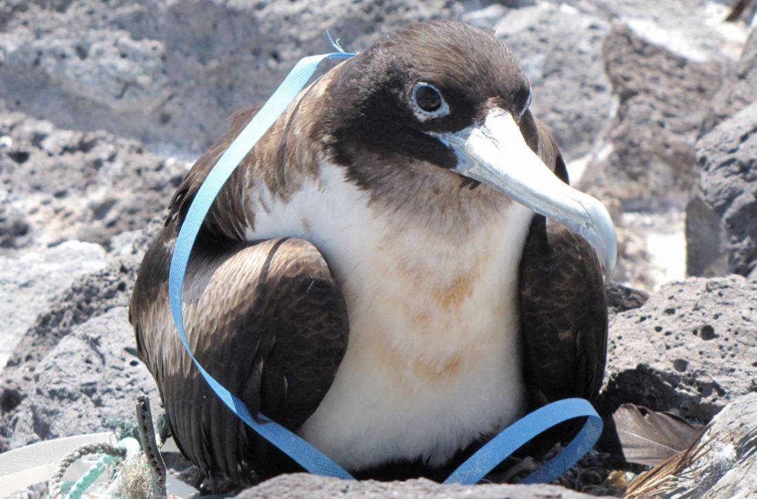 Los plásticos amenazan incluso a las aves marinas de las zonas más remotas