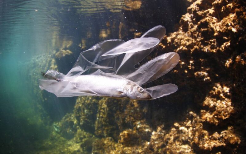 Más de 200.000 toneladas de plástico se vierten al Mediterráneo cada año