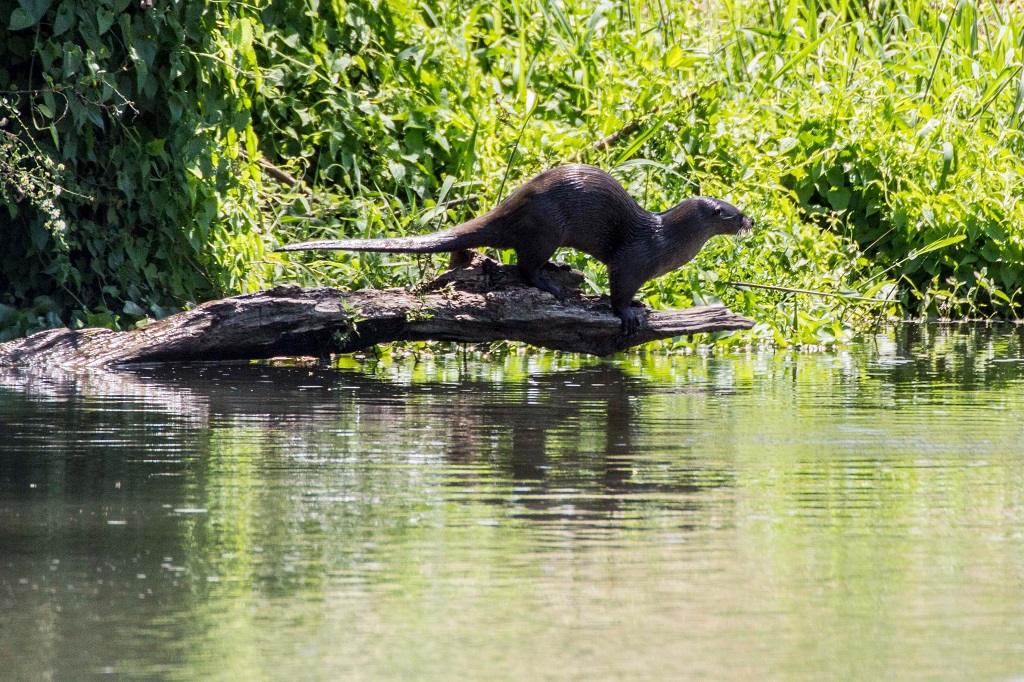 Tres décadas después registran presencia de nutria en Laguna de Atotonilco, Jalisco