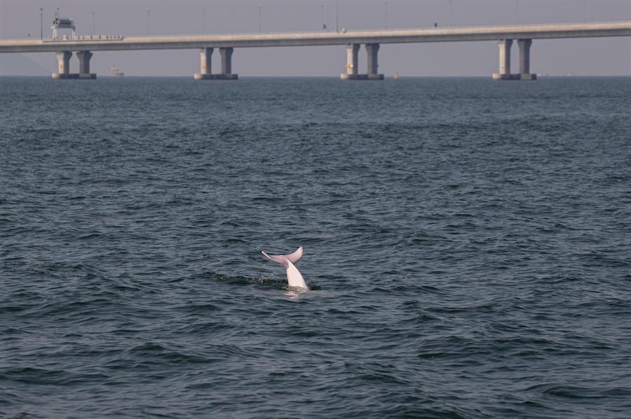 Los delfines rosados vuelven a Hong Kong por las restricciones de la pandemia