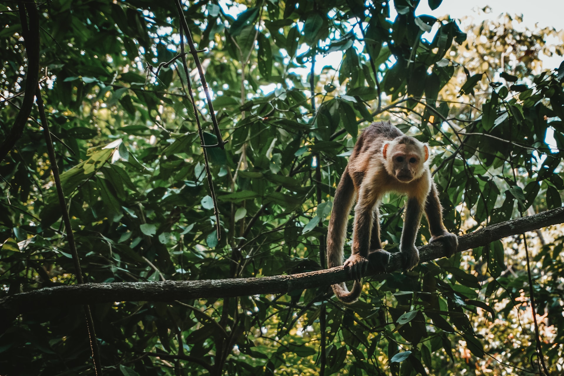 Cerca del 40 por ciento de la selva amazónica puede convertirse en sabana