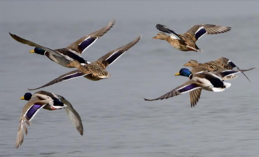 Las rayas de los animales indican al grupo en qué dirección huir