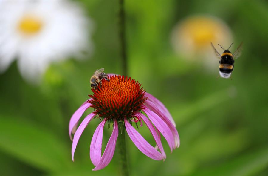 Los insectos son esenciales para nuestra calidad de vida