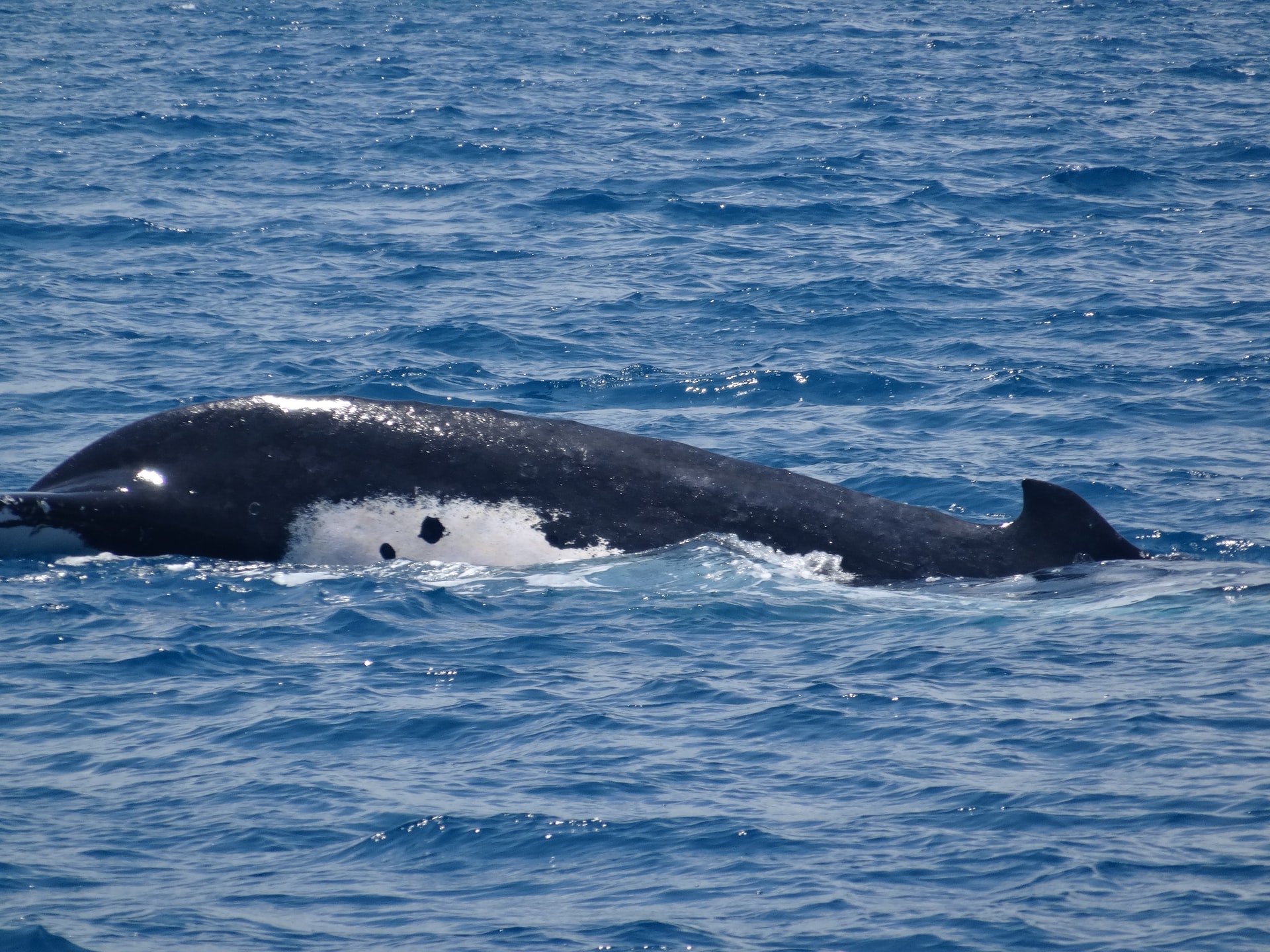 Tres ballenas se resisten a abandonar zona de ejercicios militares en Escocia