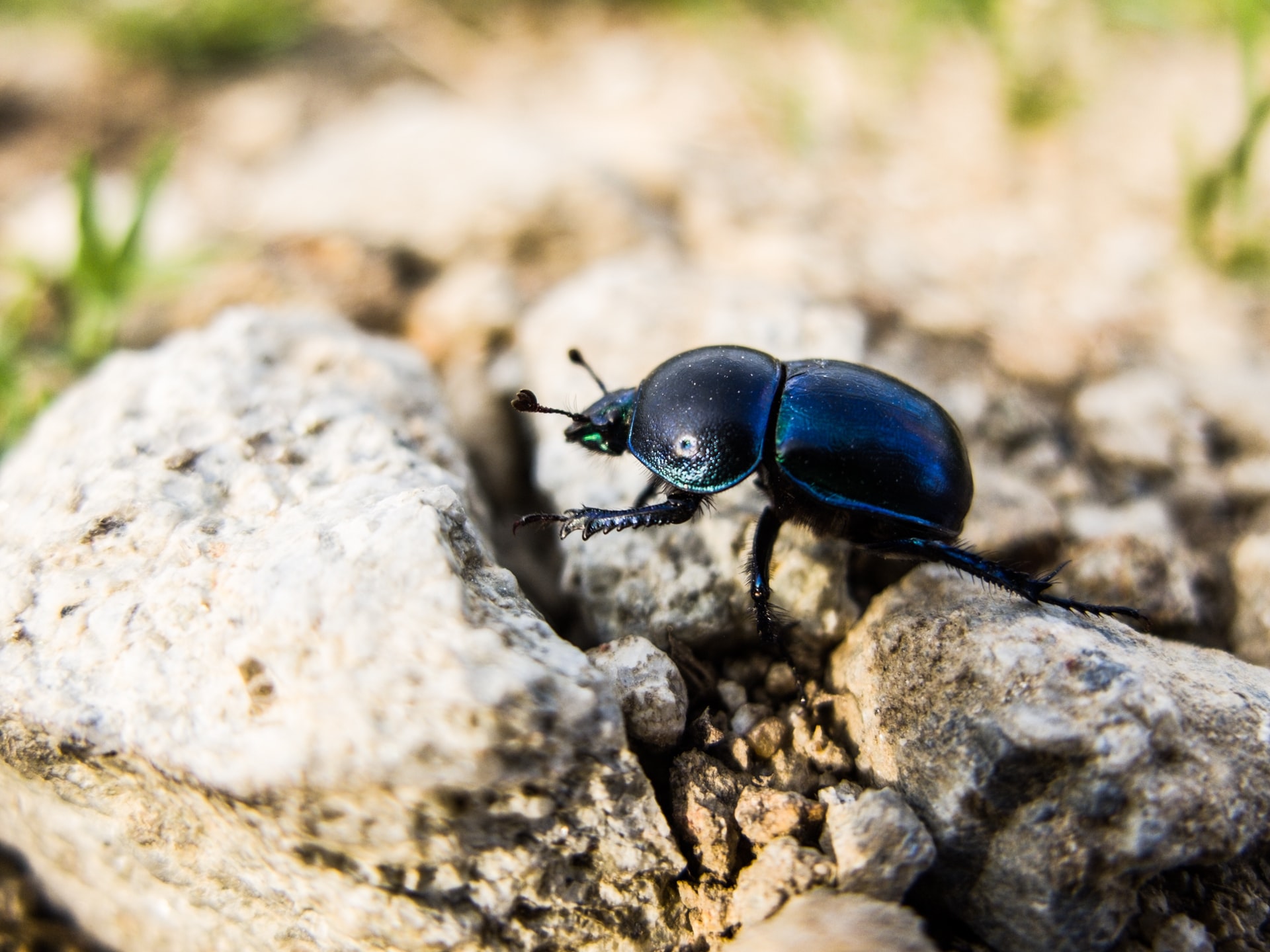 Recuperan ADN de insectos atrapados en resinas de hace millones de años