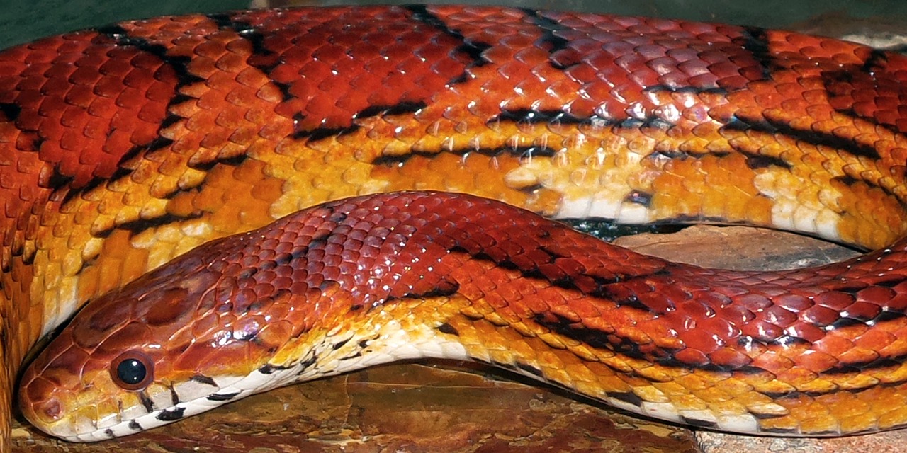 La mutación de un gen de una serpiente revela el origen del color de las pieles