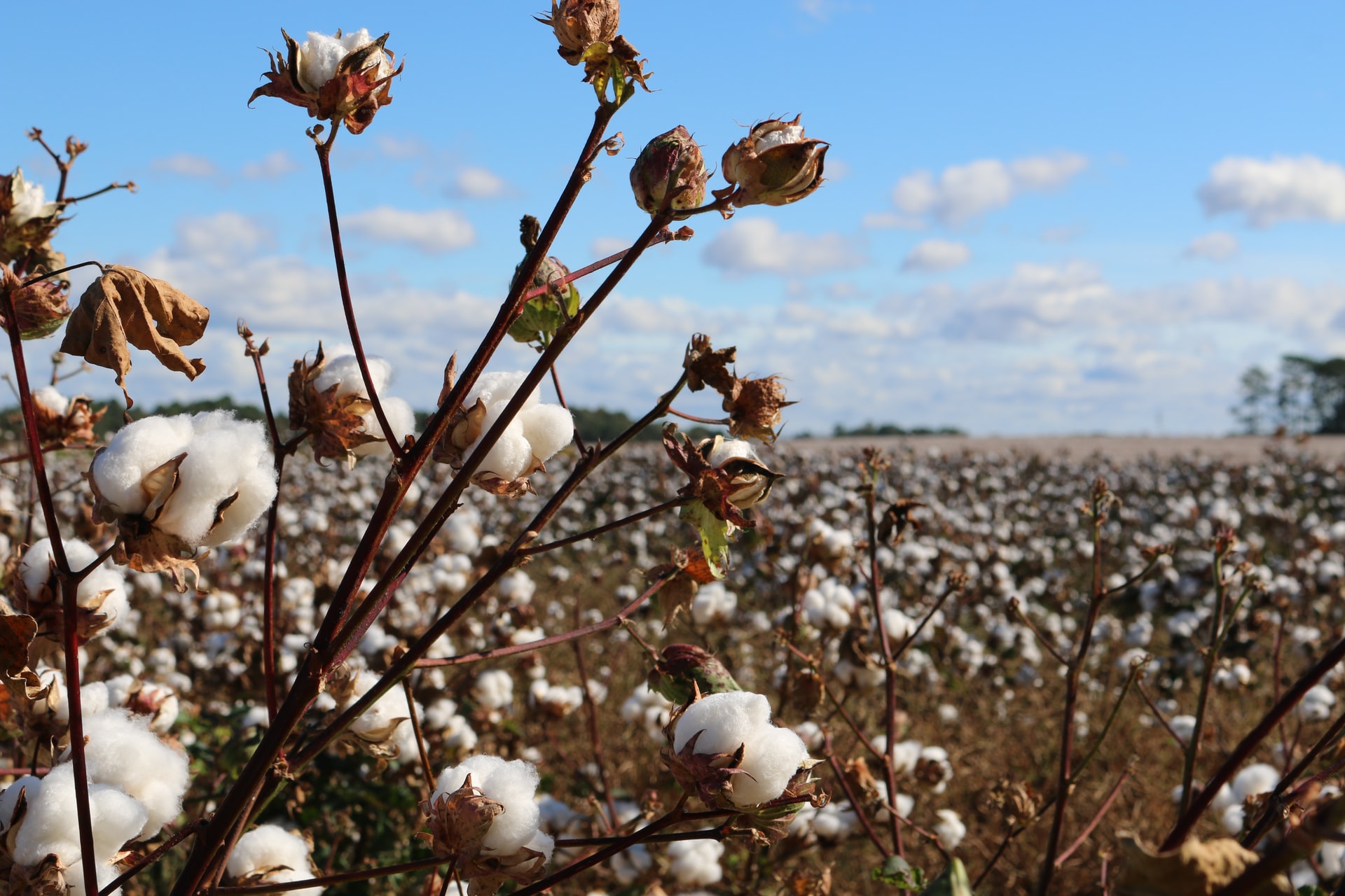 Investigadores desarrollan nueva variedad de algodón para reducir contaminación