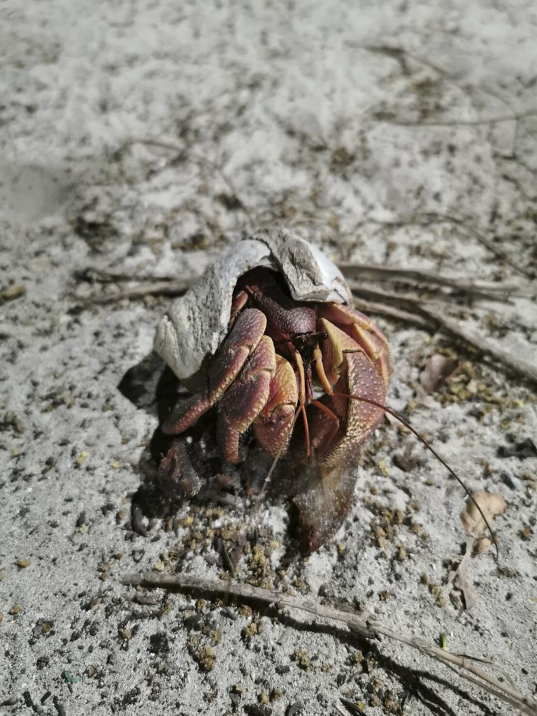 Cangrejos ermitaños buscan desesperadamente caracoles en Tailandia