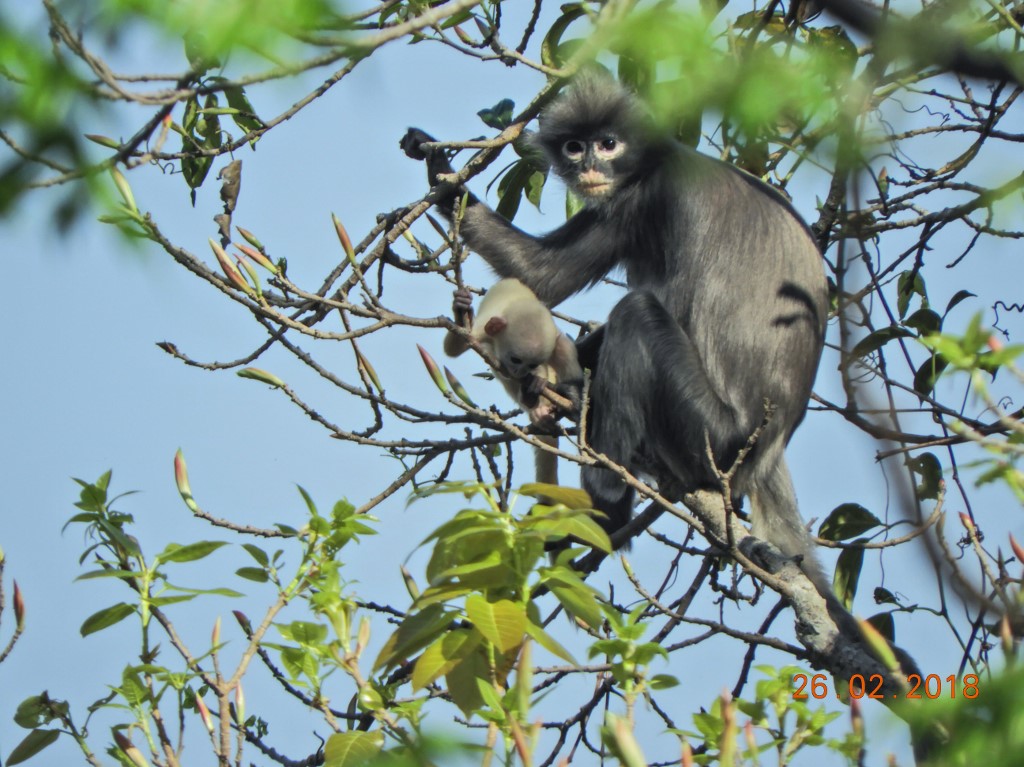 Descubren una nueva especie de primate en Birmania