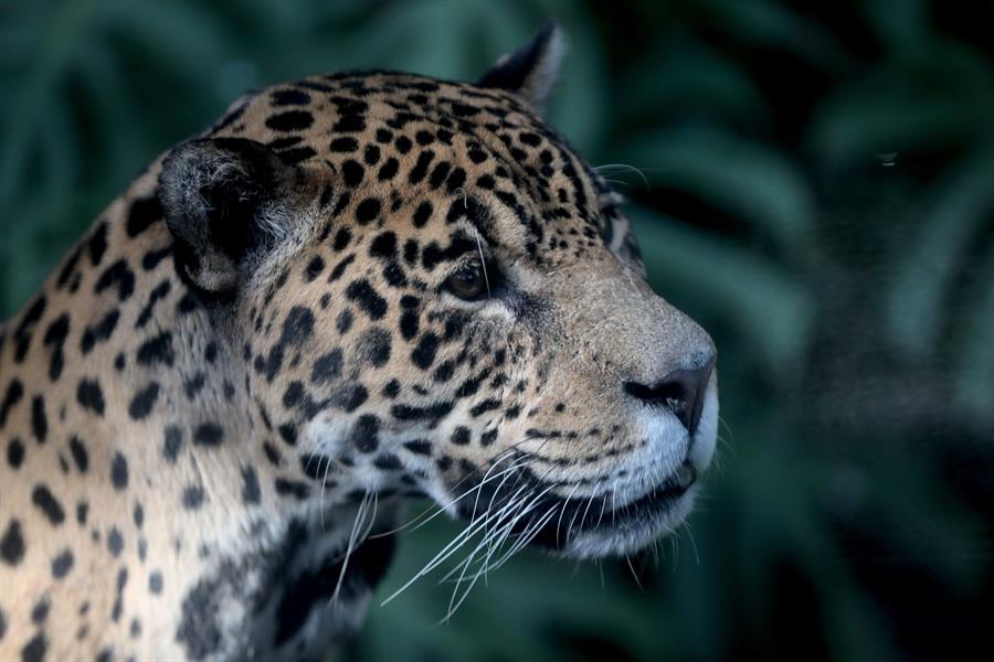 Amenazado por el fuego y la caza ilegal, el jaguar resiste en Suramérica