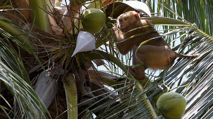 PETA denuncia el uso de monos para recolección de cocos en Tailandia 