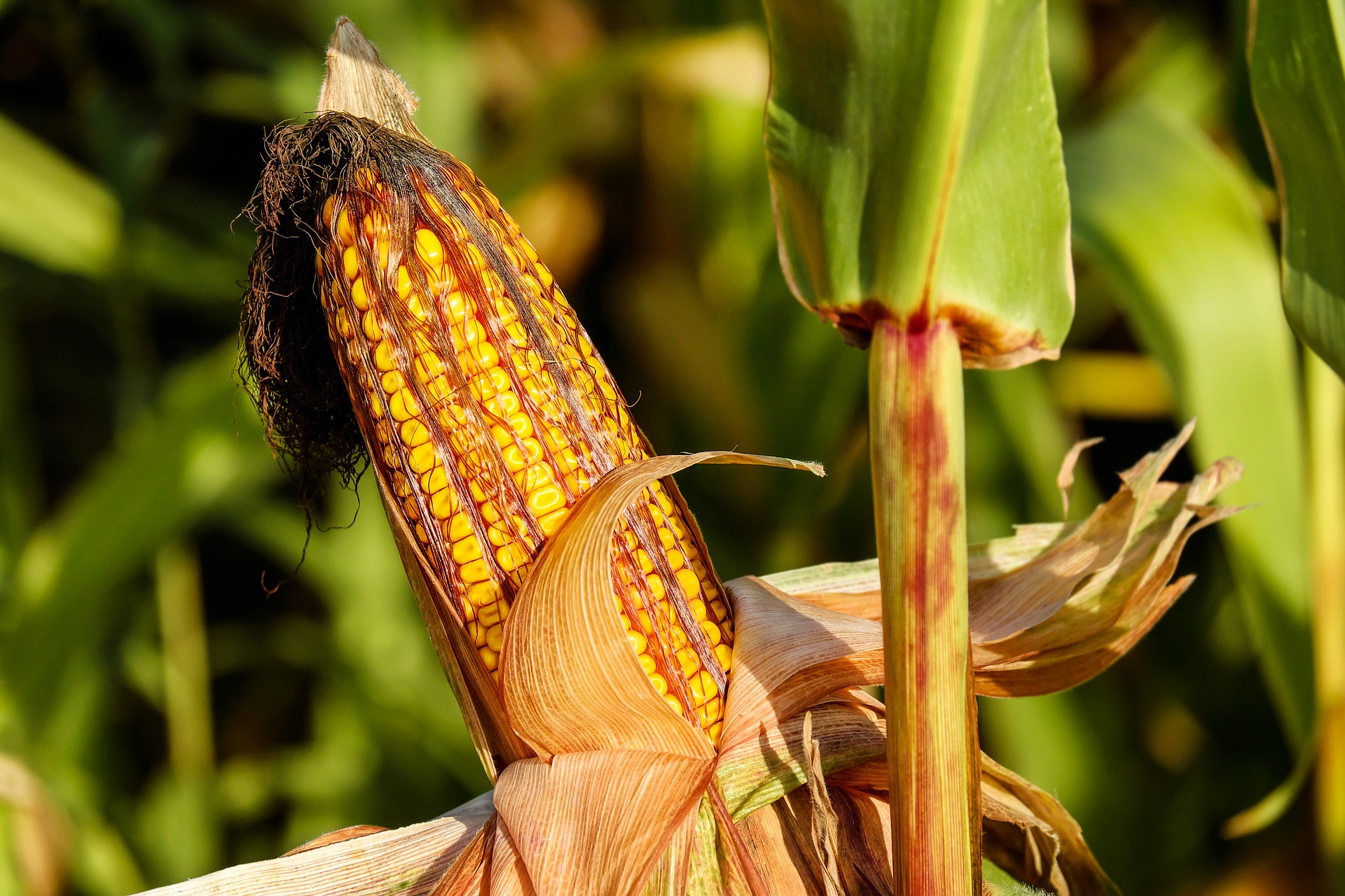 Agrobiotecnología; la ciencia que busca la adaptación y resistencia de cultivos