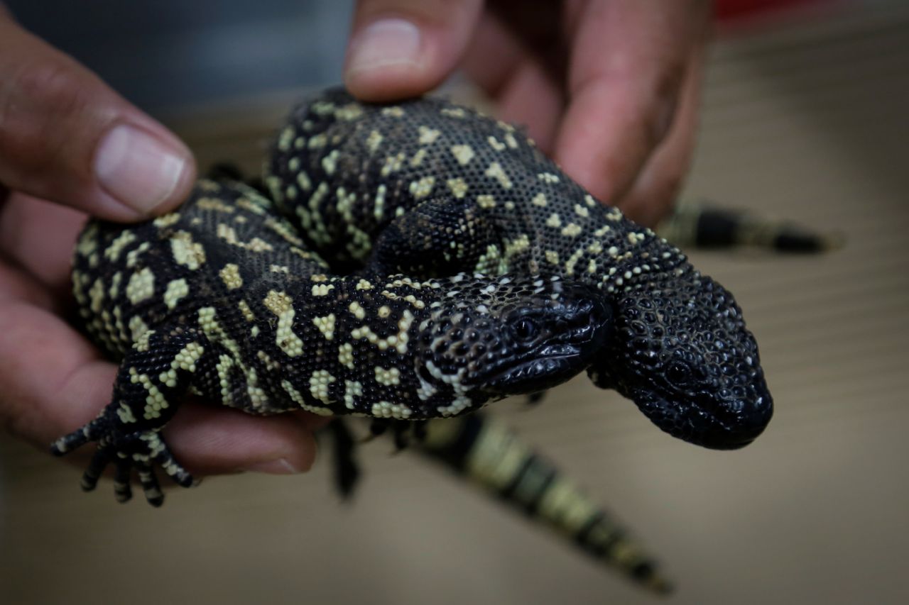 Un zoológico en México logra reproducir al endémico lagarto enchaquirado