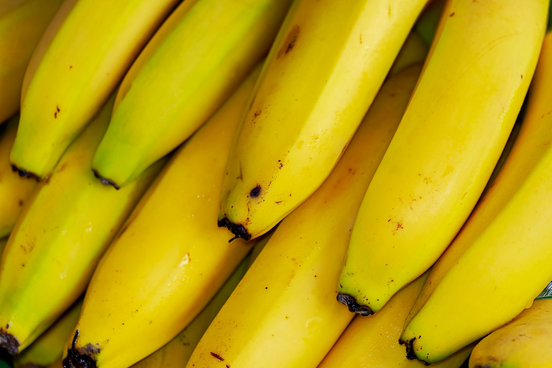 Colombia se enfrenta a hongo que amenaza las plantaciones de banana 