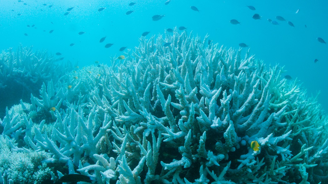 Estudio confirma desaparición de la mitad de la Gran Barrera de Coral Australiana 