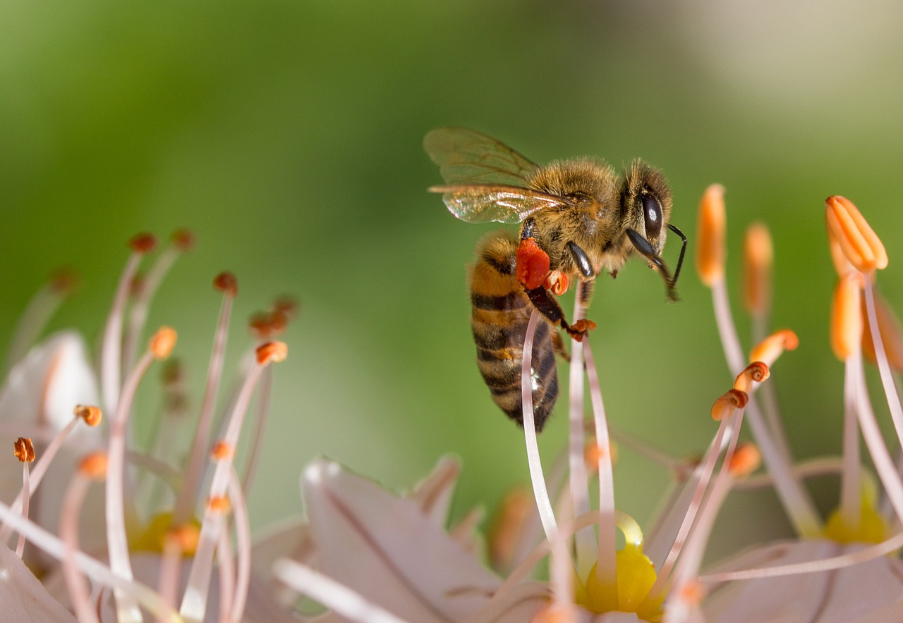 Monocultivo y plaguicidas, entre los factores que amenazan a las abejas en México