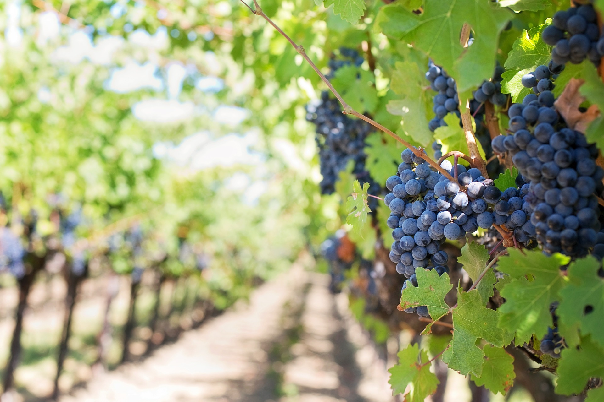 El confinamiento por la pandemia ha disparado las ventas de vinos argentinos 