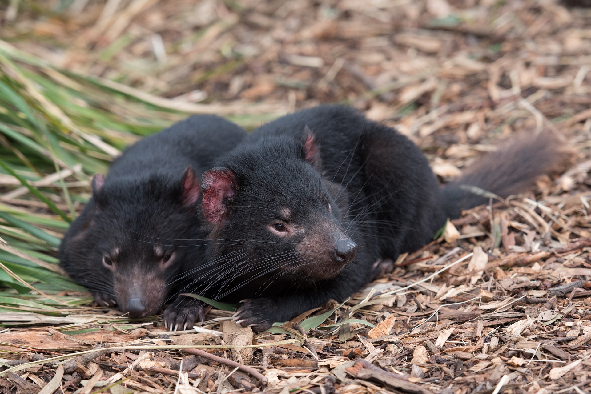 Después de tres mil años, demonios de Tasmania vuelven a Australia