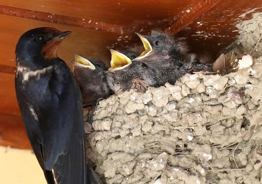 La contaminación por ruido y luz impacta en la reproducción de las aves