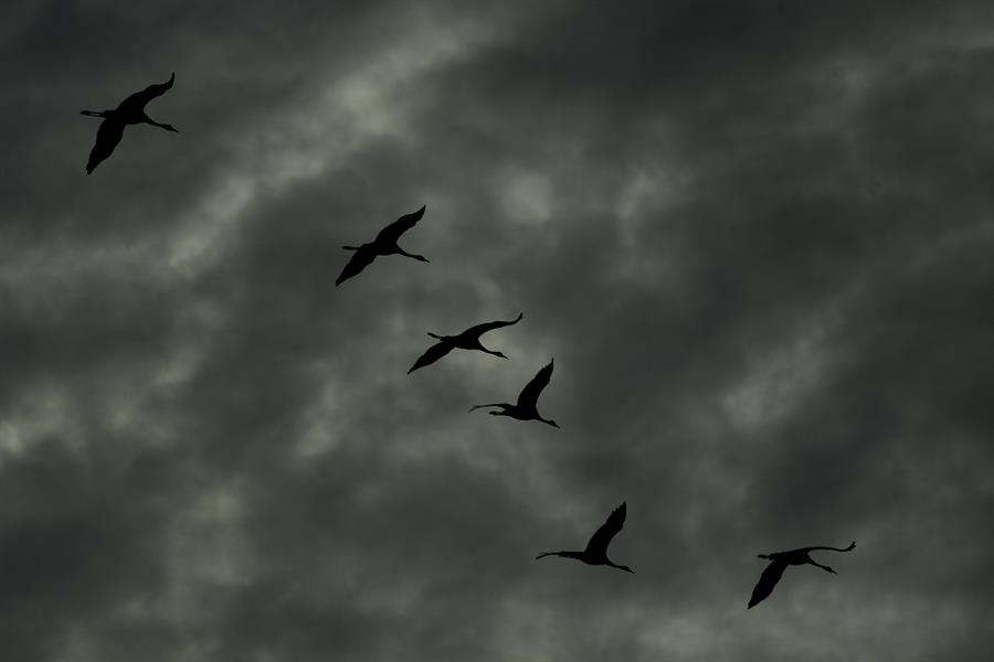 Publican el mayor catálogo genético de aves, un retrato de su gran diversidad