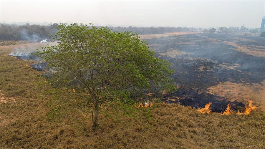 Amazonía brasileña: la deforestación en octubre fue la mayor en seis años