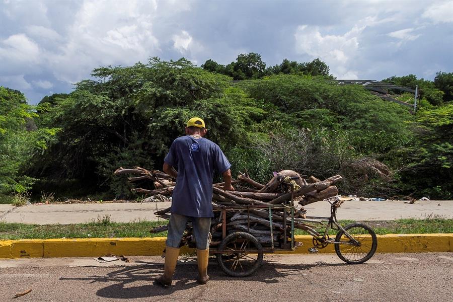 Tala indiscriminada para suplir la escasez de gas y luz en Venezuela