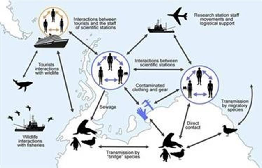 Investigadores proponen medidas para evitar que la covid-19 llegue a la Antártida