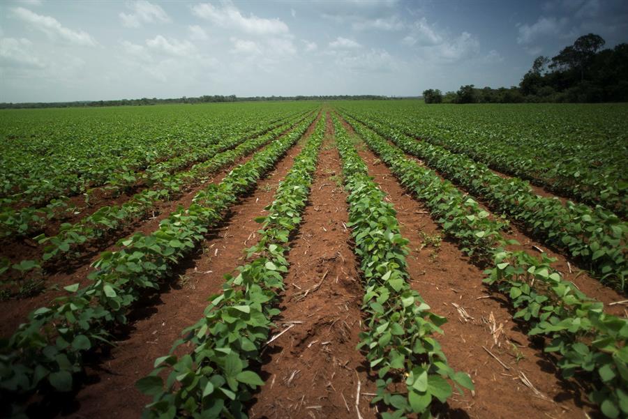 Debate abordará la importancia de la biotecnología agrícola ante escasez de alimentos