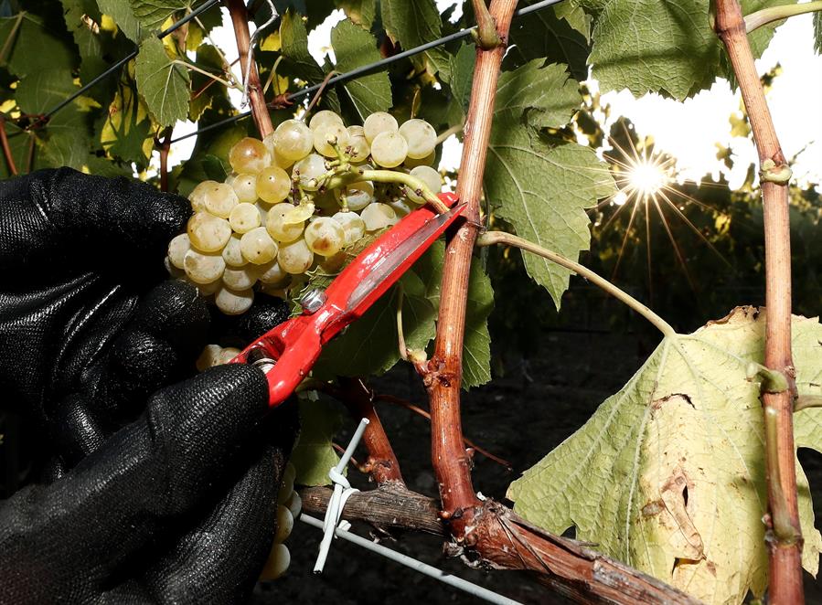 Argentina desarrolla nueve variedades de uvas de mesa «sin semilla»