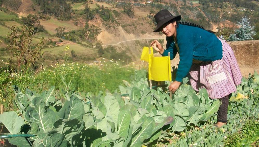 Perú ante encrucijada respecto a los transgénicos