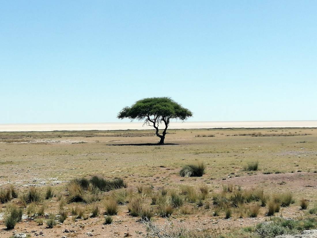 Así interrumpen las plantas su crecimiento por la falta de agua