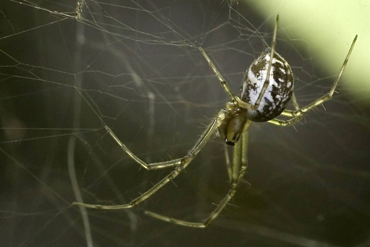 Cómo afectan los factores ambientales a la biodiversidad de arañas en la Península