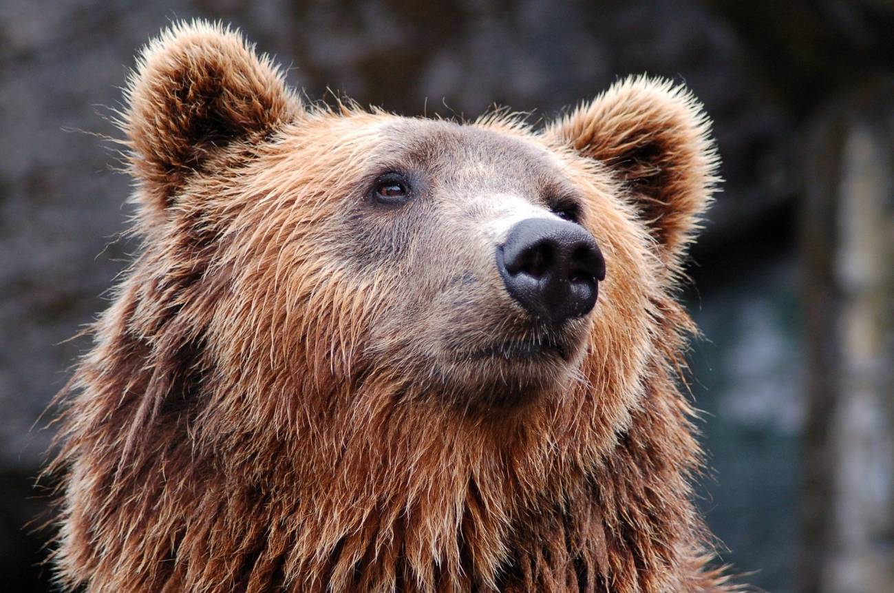 Demuestran los hábitos caníbales de los osos de las cavernas