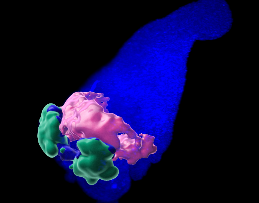 Desarrollado un organoide que reproduce el corazón embrionario