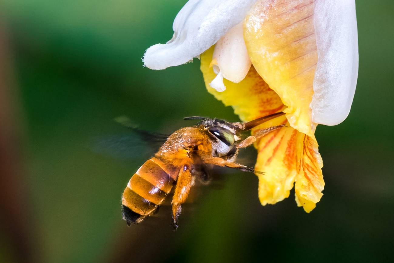 El primer atlas de especies de abejas del mundo sale a la luz