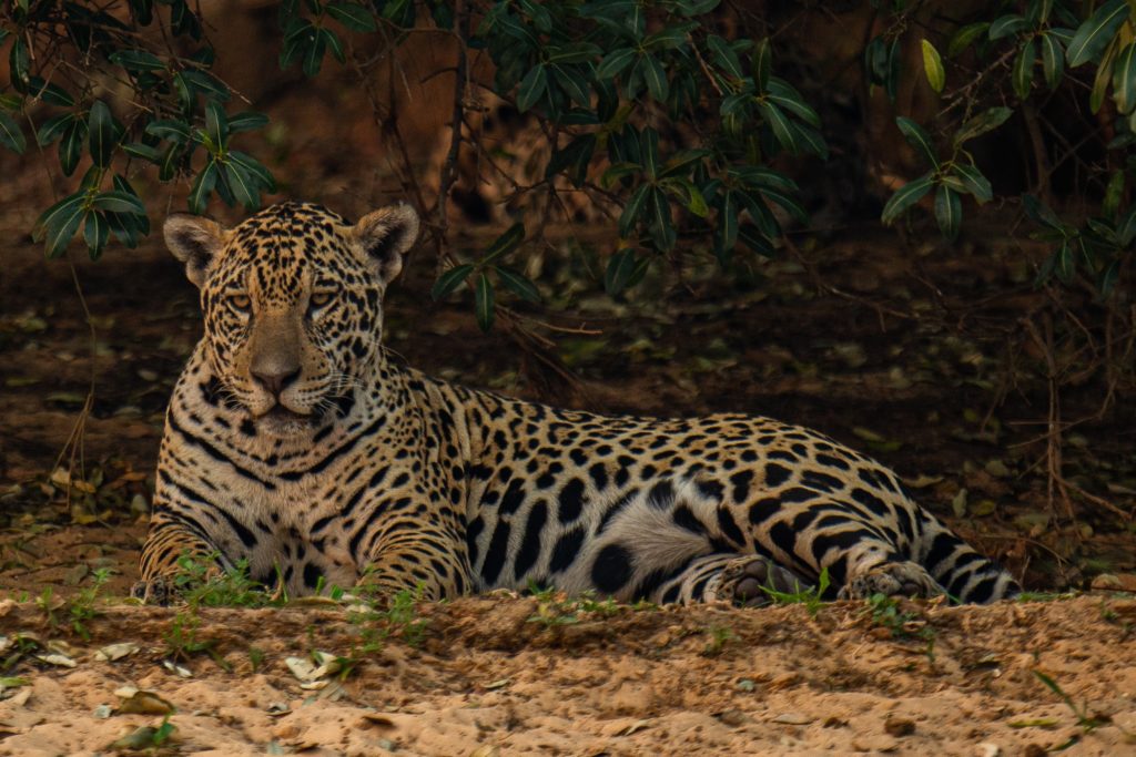 Consolidar proyectos para conservar al jaguar también protegerá los ecosistemas