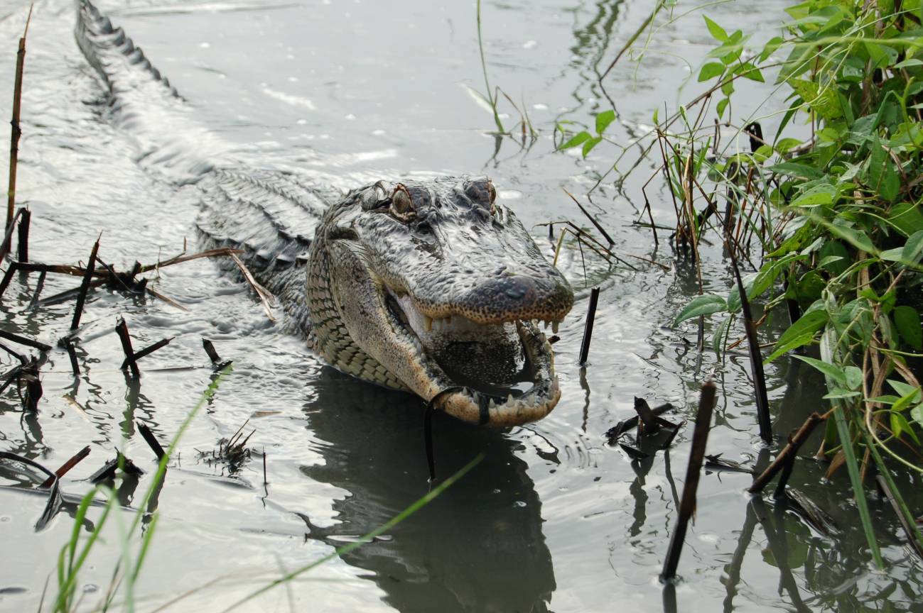 La cola del aligátor americano puede regenerarse como la de otros reptiles