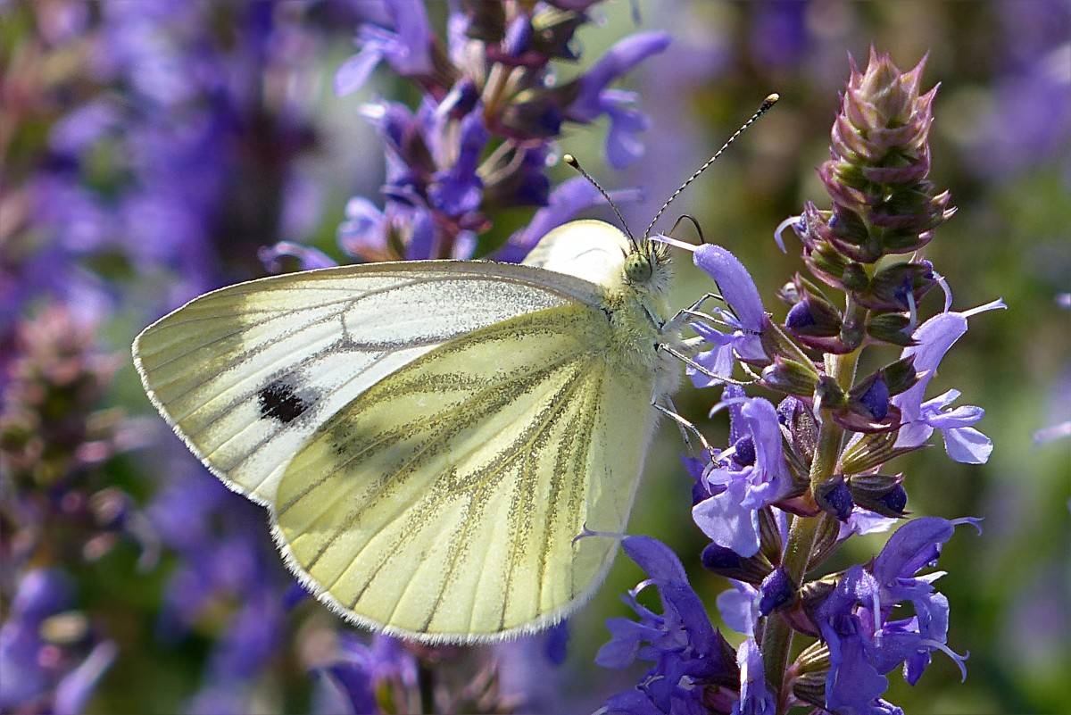 La lluvia y el confinamiento disparan las poblaciones de mariposas en Barcelona