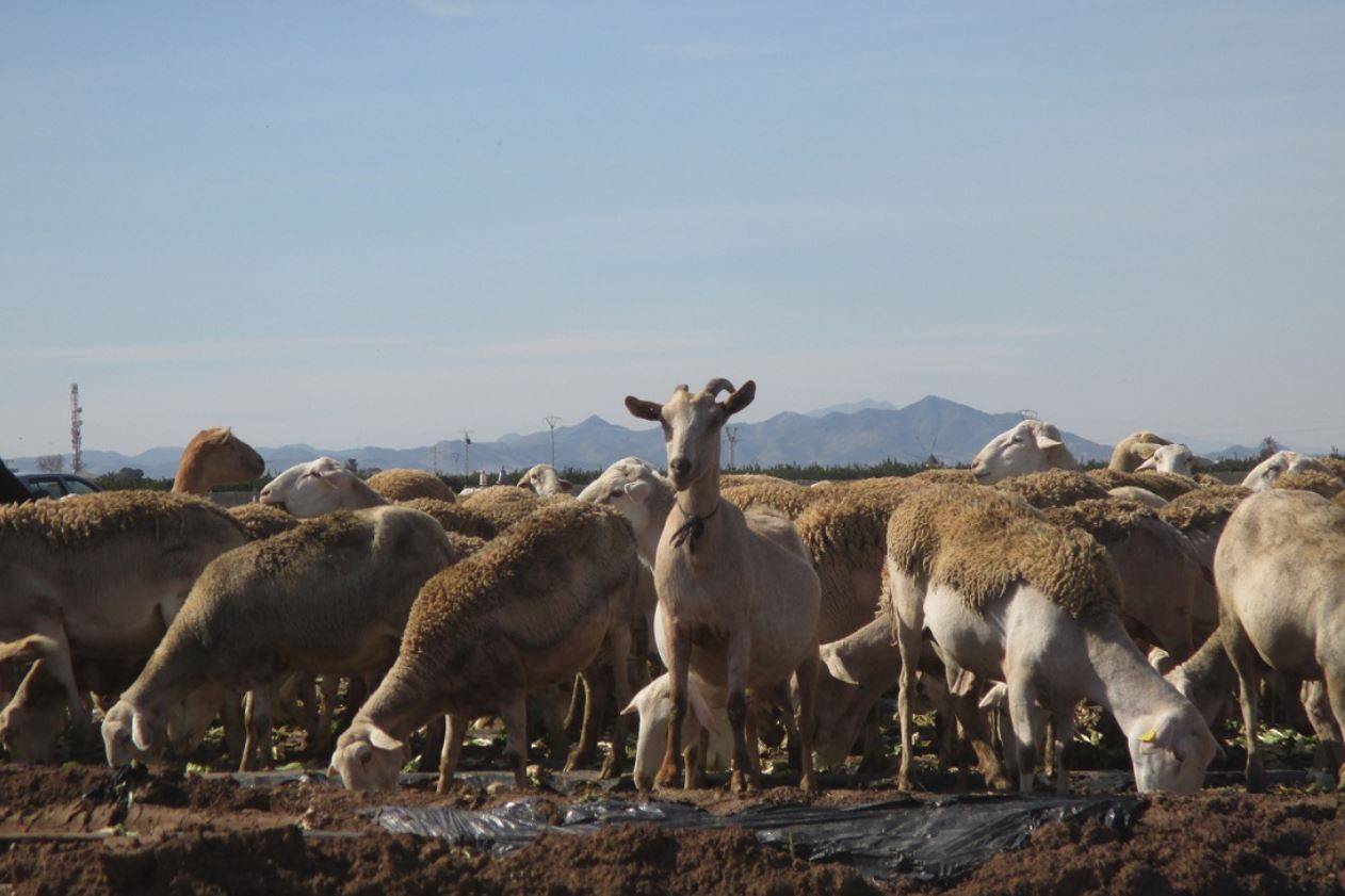 Las heces de oveja reflejan la contaminación por microplásticos de los suelos agrícolas